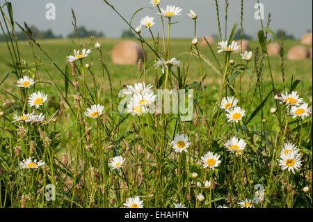 Round balle di fieno in un campo dietro un fencerow delle margherite, Ontario, Canada Foto Stock