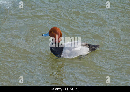 Un maschio Redhead anatra. Foto Stock