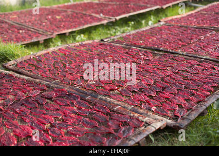 Colore rosso pesce essiccazione su scaffalature in legno collocati su di erba verde, Tha Chalom, Thailandia Foto Stock