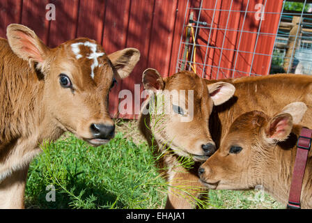 Jersey vitelli di interazione (razza lattiera) Foto Stock