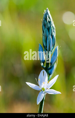 Blu fiore camas vicino a Camas Prairie Centennial Marsh Wildlife Management Area, Idaho Foto Stock