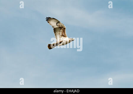 Falco ferruginosa (Buteo regalis) in SW Idaho Foto Stock