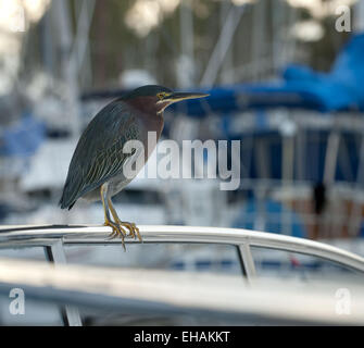 Dana Point, California, Stati Uniti d'America. 3 Dic 2012. Un verde Heron si trova appollaiato sulla ringhiera della barca ormeggiata al Dana Point Porto di Orange County, California. Il Green Heron è originaria dell'America del Nord e Centrale, Vivono principalmente lungo la costa in basso le zone umide. © David Bro/ZUMA filo/Alamy Live News Foto Stock