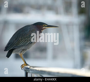 Dana Point, California, Stati Uniti d'America. 3 Dic 2012. Un verde Heron si trova appollaiato sulla ringhiera della barca ormeggiata al Dana Point Porto di Orange County, California. Il Green Heron è originaria dell'America del Nord e Centrale, Vivono principalmente lungo la costa in basso le zone umide. © David Bro/ZUMA filo/Alamy Live News Foto Stock