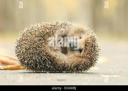 Riccio di close-up verticale Foto Stock