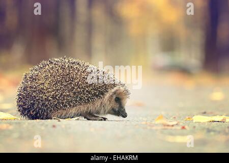 Riccio Foglie di autunno foresta Foto Stock