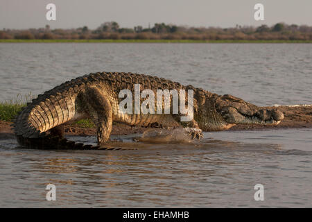 Un enorme coccodrillo del Nilo (Crocodylus niloticus) Foto Stock