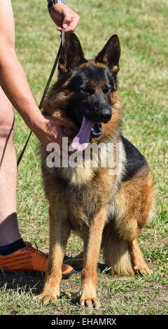 Pastore Tedesco cane Foto Stock