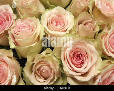 Rosen / Rose Foto Stock