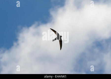 Swift (Apus apus) adulto in volo contro una banda di nuvola in un cielo blu sopra Thirsk, North Yorkshire. Giugno. Foto Stock
