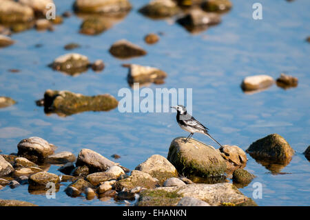Pied wagtail (Motacilla alba) adulto arroccata su una roccia nel Fiume Ure a Leyburn in Wensleydale, North Yorkshire. Giugno. Foto Stock