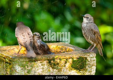 Starling (Sturnus vulgaris), recentemente fledged capretti arroccato sul bordo di un bagno uccelli e guardare i suoi fratelli gli schizzi in Foto Stock