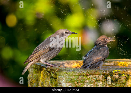 Starling (Sturnus vulgaris), recentemente fledged capretti arroccato sul bordo di un bagno uccelli e guardare il suo gemello di schizzi in Foto Stock