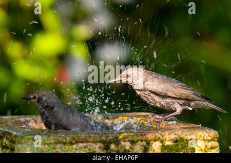 Starling (Sturnus vulgaris), recentemente fledged capretti arroccato sul bordo di un bagno uccelli e guardare il suo gemello di schizzi in Foto Stock