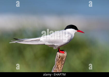 Arctic Tern (sterna paradisaea) purched adulti su un palo di legno a Beadnell, Northumberland. Giugno. Foto Stock