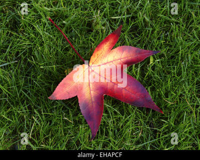 Ahornblatt / maple leaf (Acer) Foto Stock