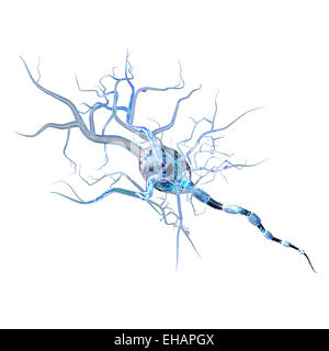 Le cellule nervose, concetto per malattie neurologiche, tumori e chirurgia cerebrale. Foto Stock