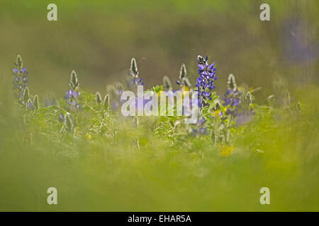 Messa a fuoco selettiva su un cluster di lupino azzurro (Lupinus pilosus) fotografato in Israele nel febbraio Foto Stock