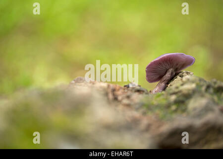 Lepista nuda (anche riconosciuto come Clitocybe nuda e Tricholoma nudum, e comunemente noto come il legno blewit o la levetta blu mushro Foto Stock