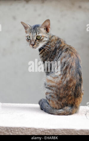 Gatto sulla parete Foto Stock