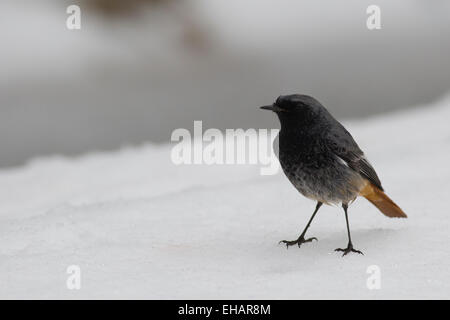 Comune (Redstart Phoenicurus phoenicurus) sul terreno nella neve. Questo uccello è considerato essere un vecchio mondo flycatcher e mi Foto Stock