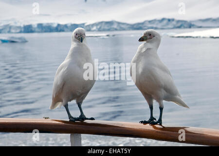 Snowy sheathbill (Chionis alba o Chionis albus). Questo uccello tozzo è un accettore. Si ruba il cibo da altri uccelli e sarà anche Foto Stock