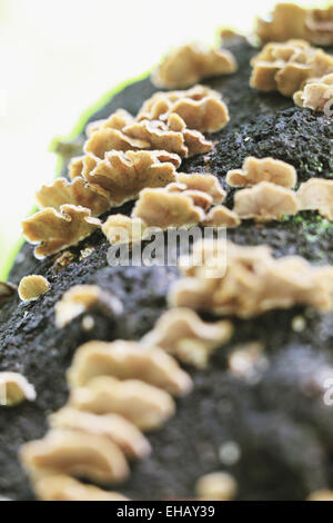 Bitter funghi Oyster sul tronco di albero Foto Stock