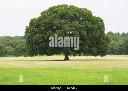 Grande albero in un parco Foto Stock