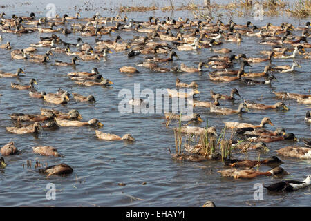 Anatre, kuttanad, Alappuzha, Kerala, India Foto Stock