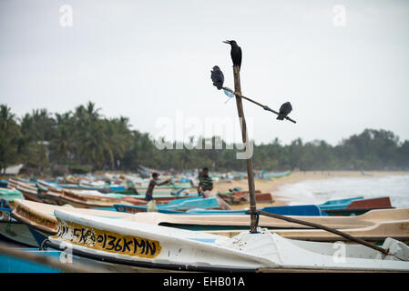 Spiagge deserte, Arugam Bay, Sri Lanka, Asia Foto Stock