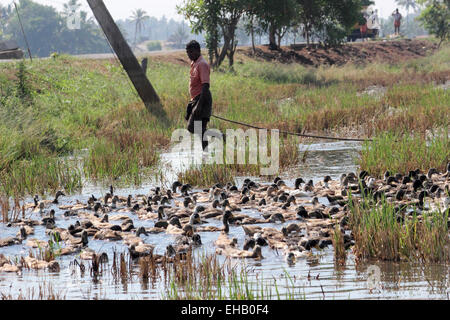 Anatre, kuttanad, Alappuzha, Kerala, India Foto Stock