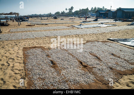 Catture di essiccazione al sole Negombo mercato, Sri Lanka, Asia Foto Stock