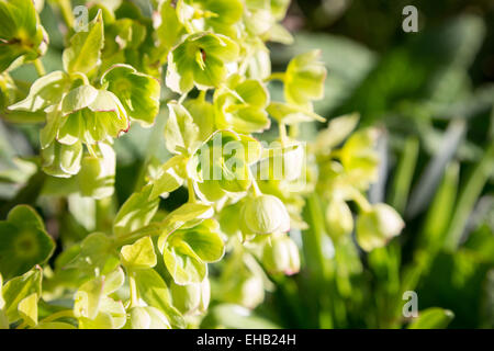 Verde acido di Fiori o di euforbia Euphorbia (Euphorbiaceae) Foto Stock