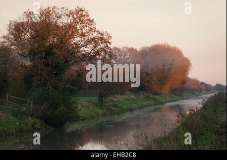 Shapwick Heath Riserva Naturale, Somerset. Foto Stock