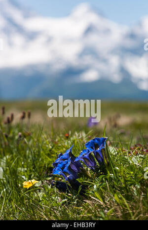 Wild genziane fioritura nelle alpi svizzere in giugno Foto Stock
