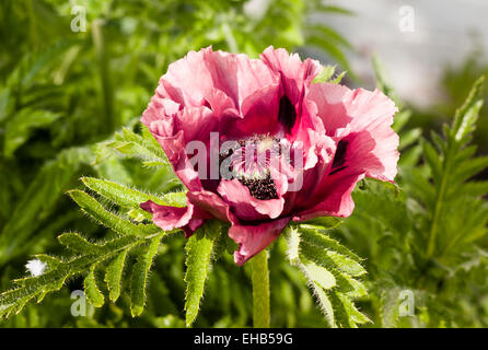 Oriental Turkenlouis papavero in fiore in maggio Foto Stock