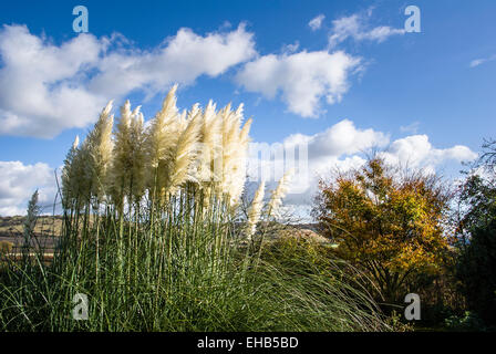 Pampa erba in un giardino inglese in autunno Foto Stock