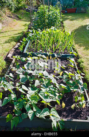 Fagioli e cipolle in crescita in letti sollevata con erba circondano in un sole estivo, giardino interno, REGNO UNITO Foto Stock