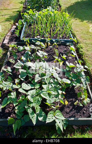 Fagioli e cipolle in crescita in letti sollevata con erba circondano in un sole estivo, giardino interno, REGNO UNITO Foto Stock