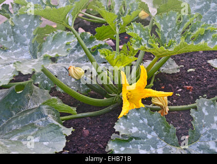 Impianto di zucchine con fiore, le gemme e la maturazione dei frutti che crescono in trama vegetale nel giardino interno, England Regno Unito Foto Stock