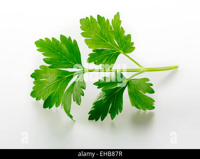 Top Shot di piatta lasciarono il prezzemolo foglie di erbe contro uno sfondo bianco per tagliare Foto Stock