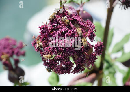 Angelica coreana Foto Stock