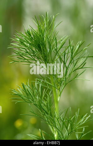 Il finocchio selvatico, nigella arvense Foto Stock