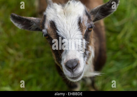 Capra con punto focale sul naso Foto Stock