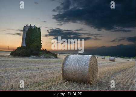 Una follia a distanza in un campo di balle di fieno Foto Stock