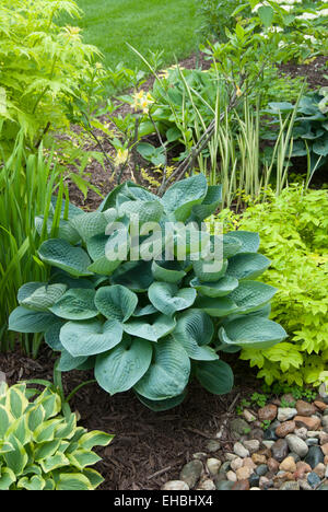 Hosta sieboldiana Foto Stock