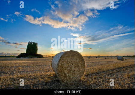 Una follia a distanza in un campo di balle di fieno Foto Stock