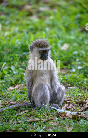 Un giovane, capretti vervet monkey, una scimmia del Vecchio Mondo si siede sull'erba. Foto Stock