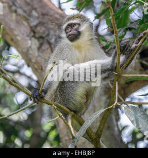 Un adulto vervet monkey, una scimmia del Vecchio Mondo seduto su un albero in Entebbe Botanical Gardens, Uganda. Formato quadrato. Foto Stock