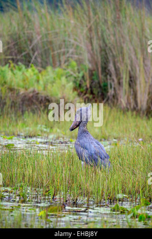 Un shoebill, whalehead o scarpa fatturati stork si fermò assolutamente ancora nella palude Mabamba, Uganda. Formato verticale con copyspace. Foto Stock